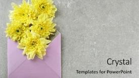  Presentation with yellow envelope the stamped - Presentation with yellow chrysanthemum in violet envelope background and a light gray colored foreground