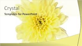  Presentation with chrysanthemum - 