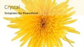  Presentation with chrysanthemum - 