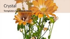  Presentation with chrysanthemum - PPT theme having yellow-chrysanthemum-on-white-background background and a gold colored foreground