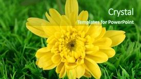  Presentation with bud - Cool new slides with yellow chrysanthemums on the green backdrop and a forest green colored foreground