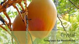  Presentation with coconut tree - Beautiful theme featuring yellow-coconuts-on-a-coconut backdrop and a yellow colored foreground