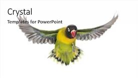  Presentation with blue white and yellow - Amazing presentation design having agapornis - yellow-collared lovebird flying isolated backdrop and a white colored foreground