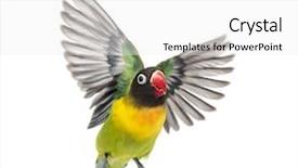  Presentation with flying - Colorful presentation theme enhanced with agapornis - yellow-collared lovebird flying isolated backdrop and a white colored foreground