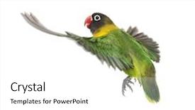  Presentation with blue white and yellow - Audience pleasing presentation design consisting of agapornis - yellow-collared lovebird flying isolated backdrop and a white colored foreground