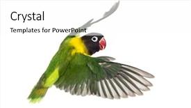  Presentation with abstract yellow gold and white - Colorful presentation enhanced with agapornis - yellow-collared lovebird flying isolated backdrop and a white colored foreground