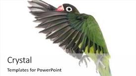  Presentation with abstract yellow gold and white - Amazing presentation having agapornis - yellow-collared lovebird flying isolated backdrop and a white colored foreground