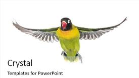  Presentation with white and yellow - Presentation design enhanced with agapornis - yellow-collared lovebird flying isolated background and a white colored foreground