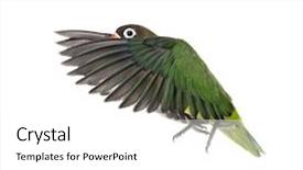  Presentation with flying - Beautiful presentation design featuring agapornis - yellow-collared lovebird flying isolated backdrop and a white colored foreground