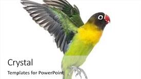  Presentation with white and yellow - Presentation featuring agapornis - yellow-collared lovebird flying isolated background and a white colored foreground