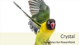  Presentation with yellow - Amazing presentation having agapornis - yellow-collared lovebird flying isolated backdrop and a white colored foreground