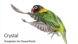  Presentation with flying - Beautiful presentation theme featuring agapornis - yellow-collared lovebird flying isolated backdrop and a white colored foreground
