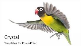  Presentation with white and yellow - Presentation theme having agapornis - yellow-collared lovebird flying isolated background and a white colored foreground