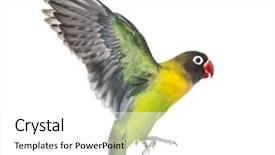  Presentation with flying - Presentation theme featuring agapornis - yellow-collared lovebird flying isolated background and a white colored foreground