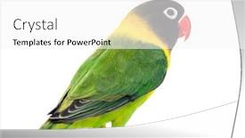  Presentation with white and yellow - Beautiful theme featuring yellow-collared-lovebird-isolated backdrop and a white colored foreground