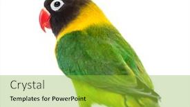  Presentation with yellow - PPT layouts with yellow-collared-lovebird-isolated background and a yellow colored foreground