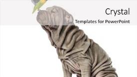  Presentation with pei - Presentation theme enhanced with lovebirds - yellow-collared lovebird sitting background and a white colored foreground