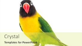  Presentation with yellow - Theme having yellow-collared-lovebird-watching background and a yellow colored foreground