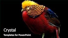 Presentation with red blue yellow - PPT theme with colored bird on black background background and a black colored foreground