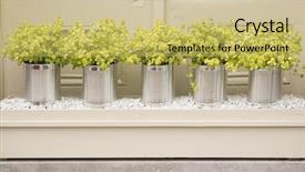  Presentation with herbs - Presentation theme having yellow colored herbs pot background and a  colored foreground