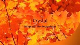  Presentation with sugaring - PPT layouts consisting of yellow colors of sugar maple background and a  colored foreground