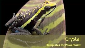  Presentation with tropical rainforest - Cool new slide set with hanukkah the jewish festival backdrop and a  colored foreground.