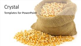  Presentation with grain corn - Slides with yellow corn grain background and a white colored foreground