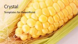  Presentation with yellow envelope the stamped - Beautiful presentation theme featuring yellow-corns backdrop and a blonde colored foreground