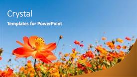  Presentation with cosmos - Colorful presentation design enhanced with yellow-cosmos-flowers-farm backdrop and a teal colored foreground