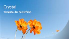  Presentation with cosmos - PPT theme having yellow-cosmos-flowers-farm background and a teal colored foreground