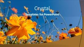  Presentation with cosmos - Audience pleasing slide set consisting of yellow-cosmos-flowers-farm backdrop and a ocean colored foreground