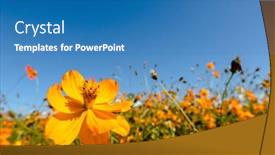  Presentation with cosmos - Cool new PPT theme with yellow-cosmos-flowers-farm backdrop and a teal colored foreground