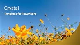  Presentation with cosmos - Beautiful presentation theme featuring yellow-cosmos-flowers-farm backdrop and a teal colored foreground