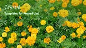  Presentation with cosmos - Cool new presentation theme with yellow-cosmos-flowers-farm backdrop and a forest green colored foreground