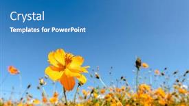  Presentation with blue yellow - Cool new presentation theme with yellow-cosmos-flowers-farm backdrop and a teal colored foreground