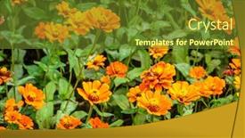  Presentation with cosmos - Cool new PPT theme with yellow-cosmos-flowers-farm backdrop and a tawny brown colored foreground