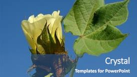  Presentation with organic farming - Theme featuring yellow cotton flower with leaf background and a teal colored foreground