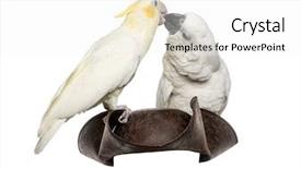  Presentation with pirate - Audience pleasing presentation theme consisting of yellow-crested cockatoo and white cockatoo on a pirate hat isolated on white backdrop and a white colored foreground
