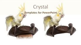  Presentation with pirate - PPT theme enhanced with yellow-crested cockatoo on a pirate hat isolated on white background and a cream colored foreground