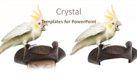  Presentation with pirate - Amazing theme having yellow-crested cockatoo on a pirate hat isolated on white backdrop and a cream colored foreground