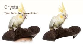  Presentation with pirate - Theme enhanced with yellow-crested cockatoo on a pirate hat isolated on white background and a cream colored foreground