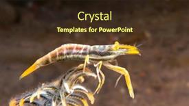  Presentation with shrimp - PPT theme with yellow-crinoid-shrimp-clings background and a wine colored foreground