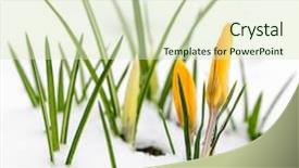  Presentation with growing - Presentation theme featuring yellow crocus flowers growing background and a soft green colored foreground