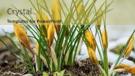  Presentation with snow - Presentation theme having yellow-crocus-in-the-snow and a yellow colored foreground