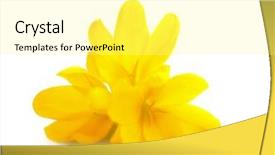  Presentation with easter bunny yellow spring flower - Cool new theme with yellow crocuses spring flowers isolated backdrop and a  colored foreground