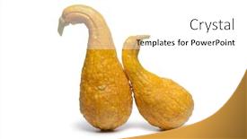  Presentation with yellow - Amazing PPT layouts having yellow-crookneck-squashes-isolated backdrop and a white colored foreground