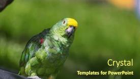  Presentation with parrot - Presentation design with yellow-crowned-amazon-or-yellow background and a tawny brown colored foreground