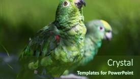  Presentation with parrot - PPT theme featuring yellow-crowned-amazon-or-yellow background and a tawny brown colored foreground