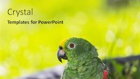  Presentation with yellow - Presentation design featuring yellow-crowned-amazon-or-yellow background and a  colored foreground