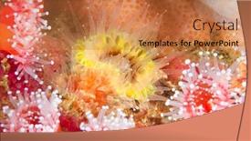  Presentation with coral - PPT theme having yellow-cup-coral-anemone-surrounded background and a coral colored foreground